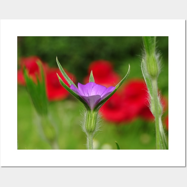 Corncockle in the Poppies Wall Art by AH64D